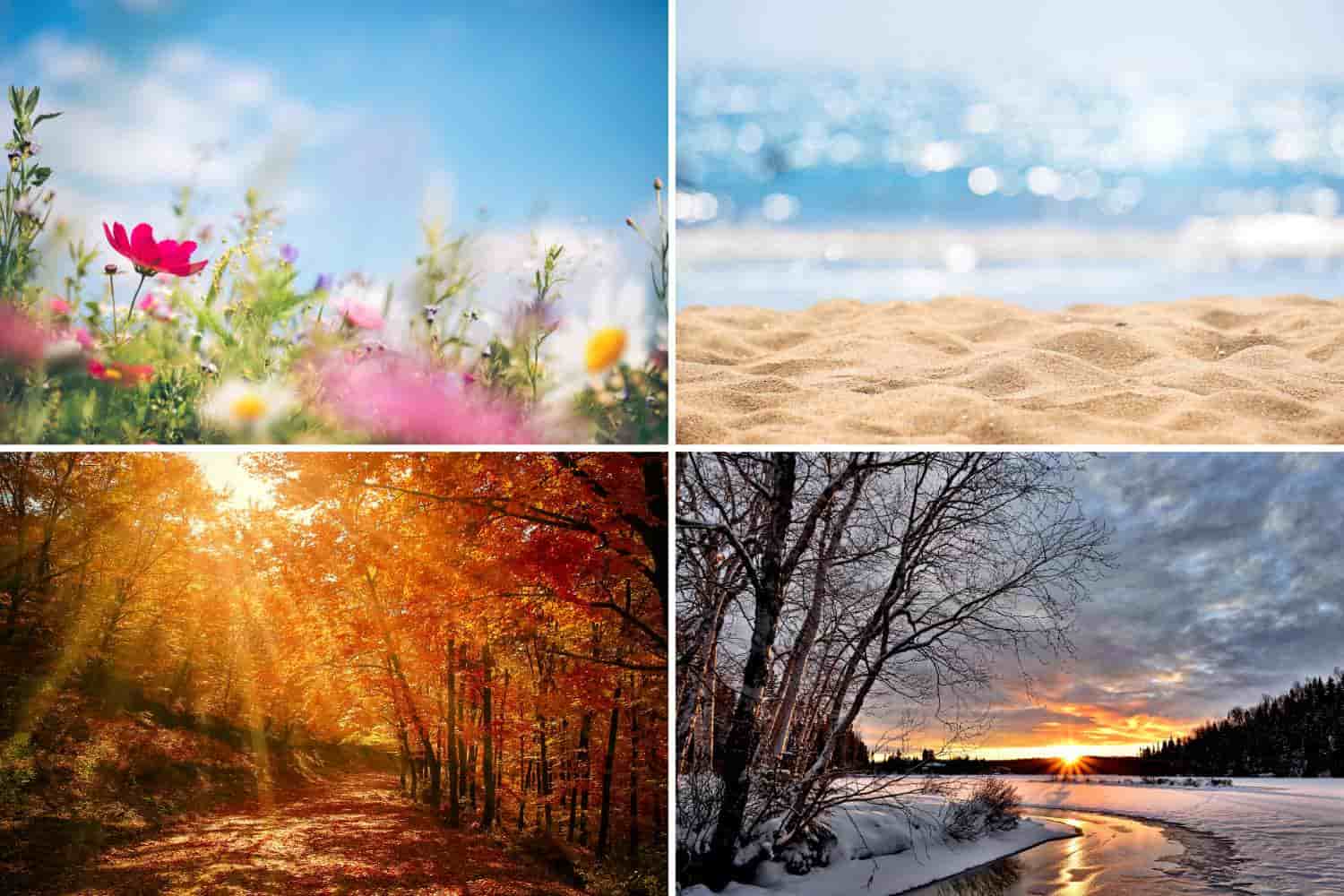 collage of the 4 seasons