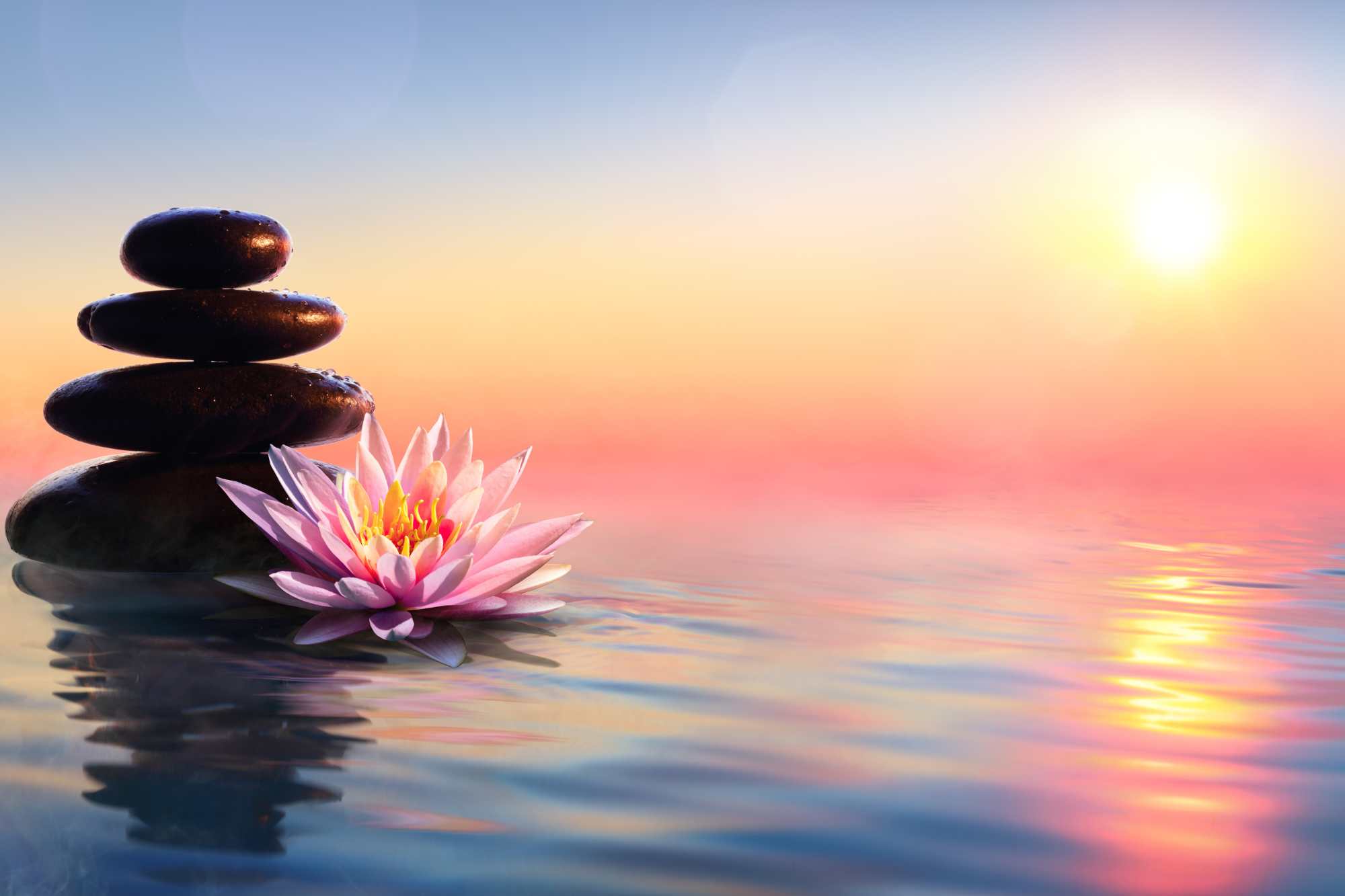 lotus flower in water at sunset beside a stack of rocks